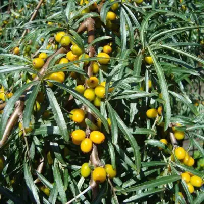 Облепиха ЖЕЛТОПЛОДНАЯ в Горках