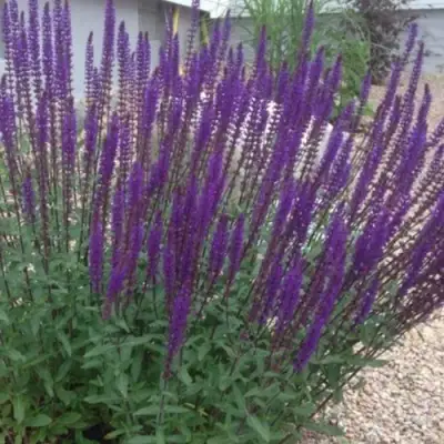 Шалфей КАРАДОНА в Горках