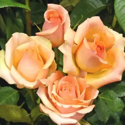 Роза ВЕРСИЛИЯ чайно-гибридная в Горках