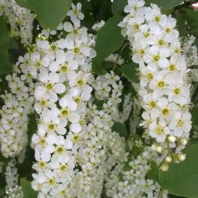 Черемуха САМОПЛОДНАЯ в Горках