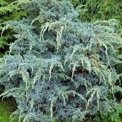 Можжевельник БЛЮ АЛЬПС китайский  в Горках