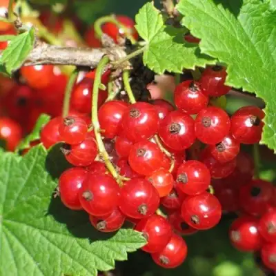 Смородина красная РАЧКОВСКАЯ в Горках