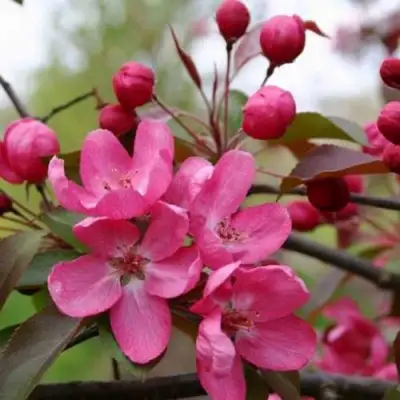 Яблоня РУДОЛЬФ декоративная  в Горках