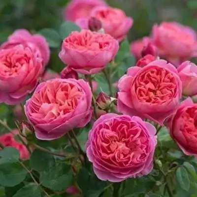 Роза БЕНДЖАМИН БРИТТЕН шраб в Горках