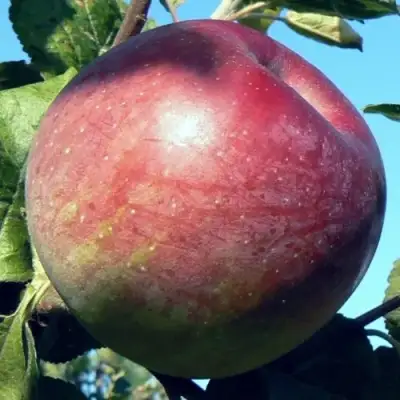 Яблоня АЛЕСЯ в Горках