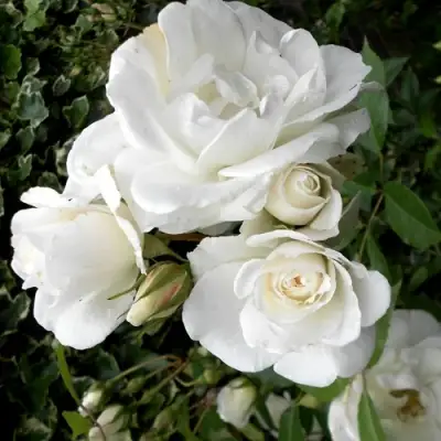 Роза АЙСБЕРГ флорибунда в Горках