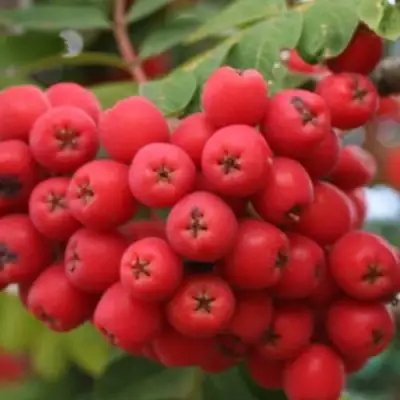 Рябина АЛАЯ КРУПНАЯ сладкоплодная в Горках