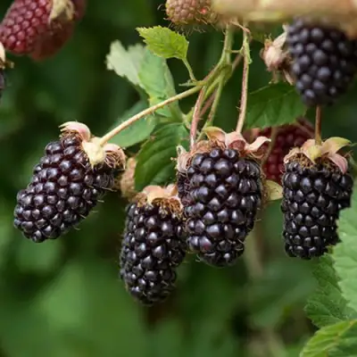 Ежемалина БОЙСЕНБЕРРИ в Горках