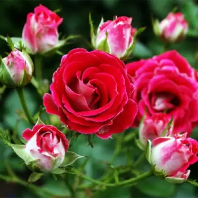 Роза ШОНЕ КОБЛЕНЦЕРИН флорибунда в Горках