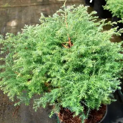 Кипарисовик СКВАРРОЗА горохоплодный в Горках