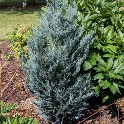 Кипарисовик ДАРТС БЛЮ РИББОН лавсона в Горках