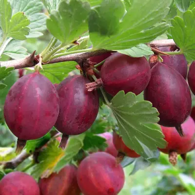 Крыжовник ХИННОМАКИ РОТ в Горках