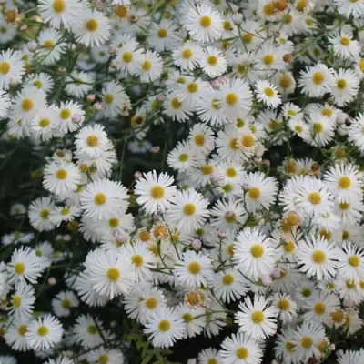 Болтония СНОУБЭНК в Горках