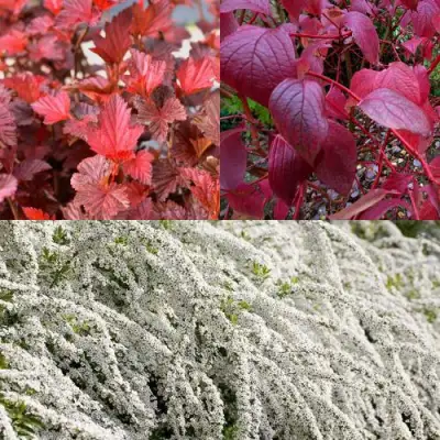 Комплект ЖИВАЯ ИЗГОРОДЬ в Горках