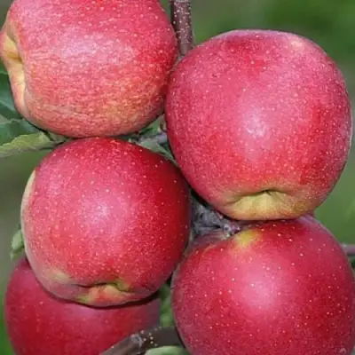 Яблоня ЧЕМПИОН в Горках