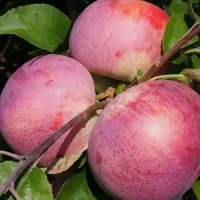 Яблоня БЕЛОРУССКОЕ МАЛИНОВОЕ в Горках