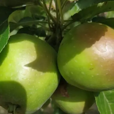 Яблоня ПАМЯТЬ СИКОРЫ в Горках