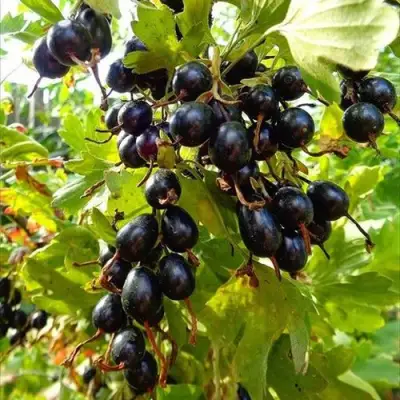 Смородина золотистая ОВАЛЬНАЯ в Горках