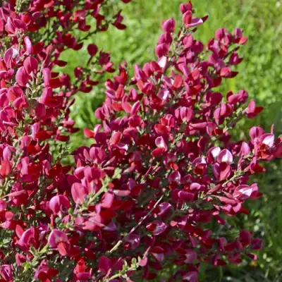 Ракитник БОСКОП РУБИ  в Горках