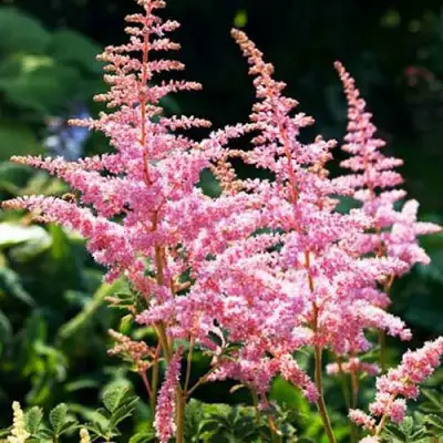 Астильба ЭДЕНС ОДИССЕЙ Арендса в Горках