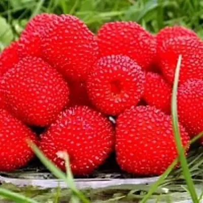 Малина ТИБЕТСКАЯ (РОЗОЛИСТНАЯ) в Горках