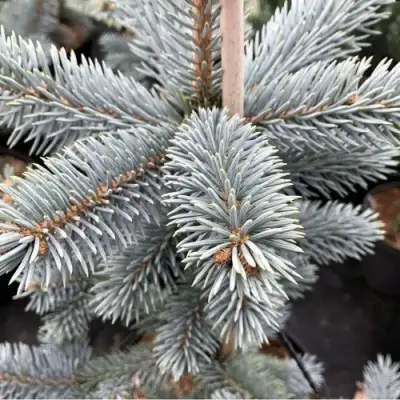 Ель РОЯЛ БЛЮ колючая  в Горках