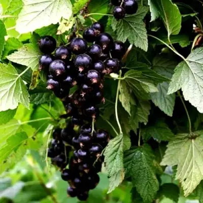 Смородина чёрная БЕЛОРУССКАЯ СЛАДКАЯ в Горках