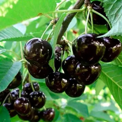 Черешня МУСКАТНАЯ в Горках