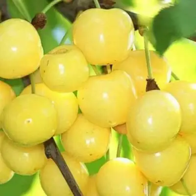 Черешня РОССОШАНСКАЯ ЗОЛОТАЯ в Горках