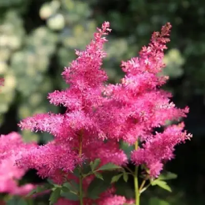 Астильба САННИ ДЕЙ гибридная в Горках