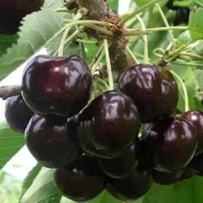 Вишня РОССОШАНСКАЯ ЧЕРНАЯ в Горках