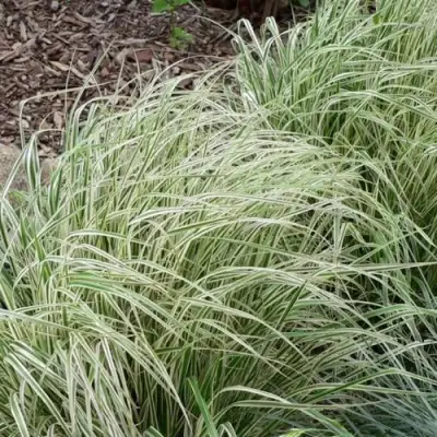 Вейник ОВЕРДАМ остроцветковый в Горках