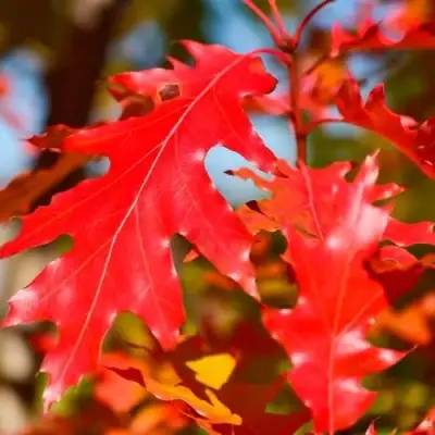 Дуб красный в Горках