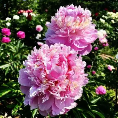 Пион ЛАВОН травянистый в Горках