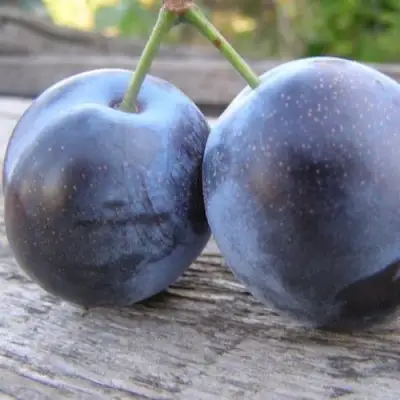 Слива БЛЮФРИ в Горках