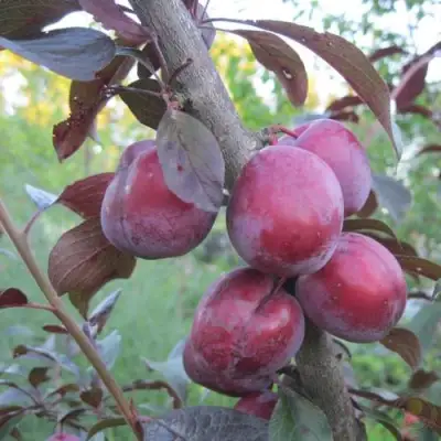 Слива ЛАМА в Горках