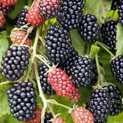 Ежевика НАВАХО бесшипная  в Горках