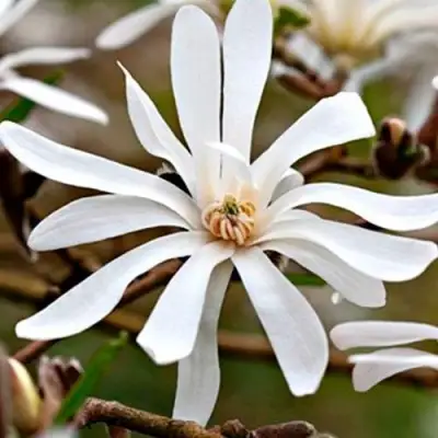 Магнолия СТЕЛЛАТА в Горках