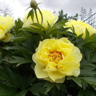 Пион БАРЦЕЛЛА (БАРТЗЕЛЛА) ито-гибрид в Горках