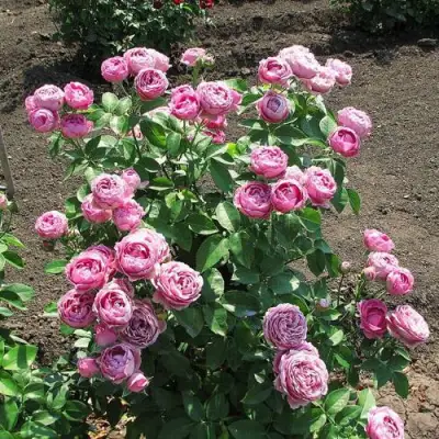 Роза МИСТИ БАБЛС спрей в Горках