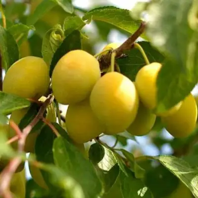 Слива ОЧАКОВСКАЯ ЖЕЛТАЯ в Горках