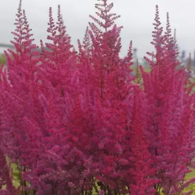 Астильба МАЙТИ ЧОКОЛАТ ЧЕРРИ китайская в Горках