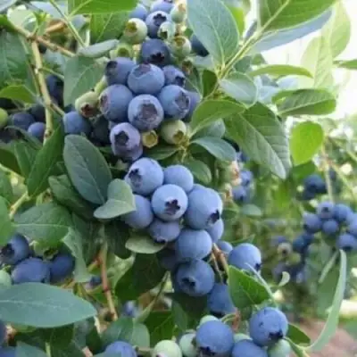 Голубика ЭЛЛИОТ в Горках