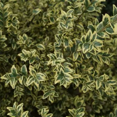 Самшит АУРЕАВАРИЕГАТА в Горках