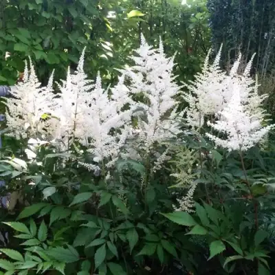 Астильба БРАУТШЛЕЙЕР Арендса в Горках