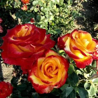 Роза ХАЙ МЭДЖИК чайно-гибридная в Горках