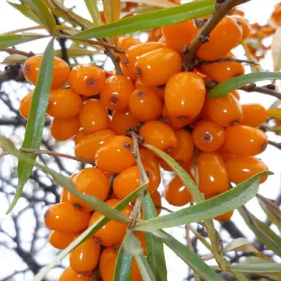 Облепиха КОСТЕР в Горках