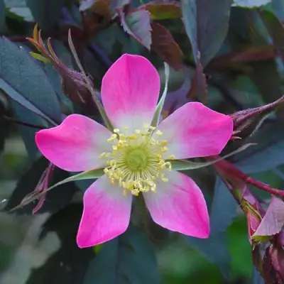 Роза сизая в Горках