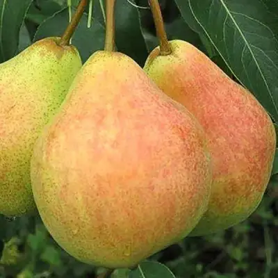 Груша ЛЮБИМИЦА ЯКОВЛЕВА в Горках
