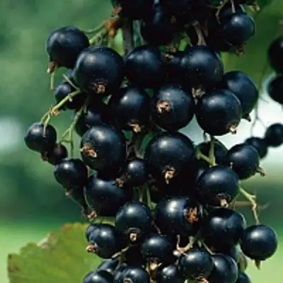 Смородина чёрная ВЕЛОЙ (ЛЕНИНГРАДСКАЯ СЛАДКАЯ) в Горках